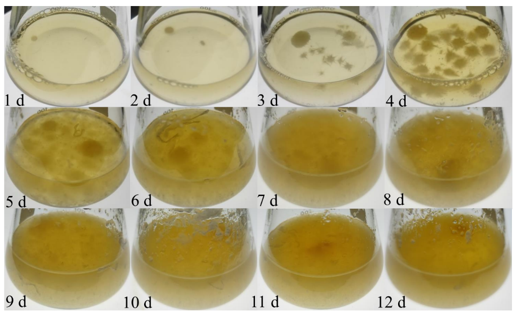 1750314296344086.png 3.png